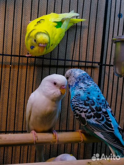 Волнистый попугай (малыши)