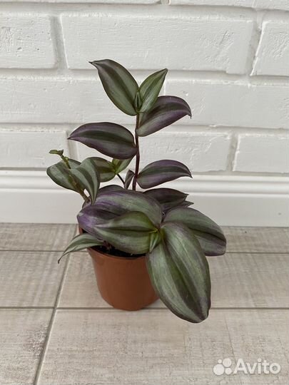 Традесканция зебрина