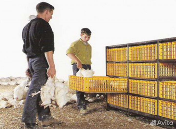 Вахта, разнарабочий, птичник