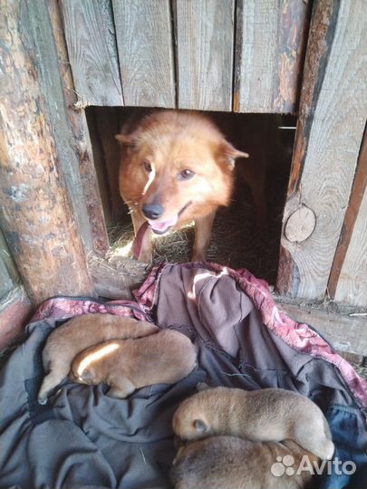 Карело финская лайка