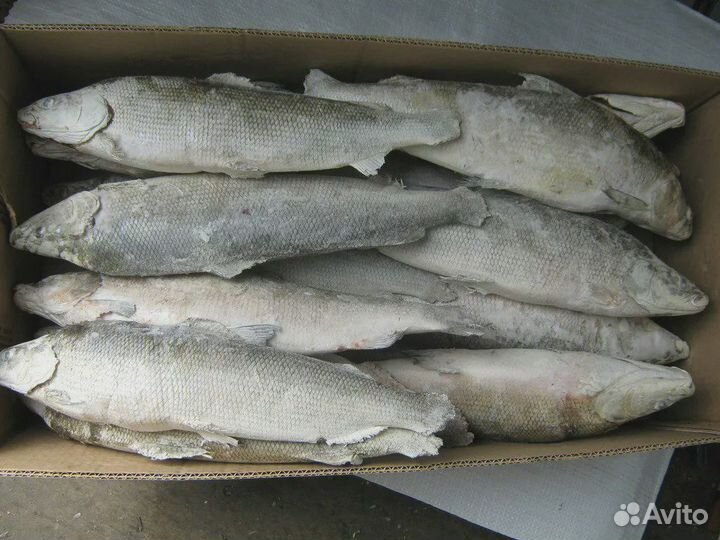 Рыба свежемороженая