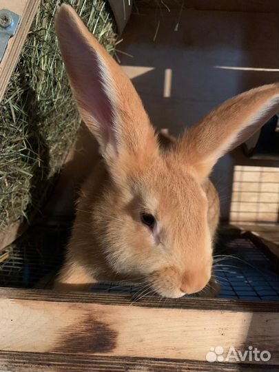 Бургунские кролики