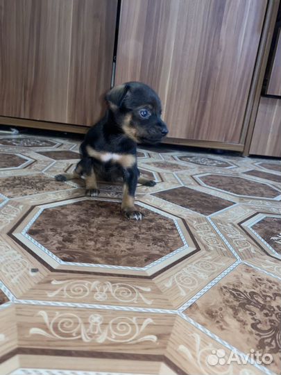 Мини той-терьер щенки