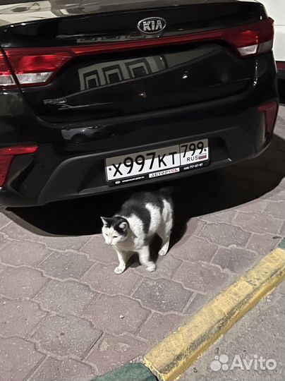 Кошка в добрые руки