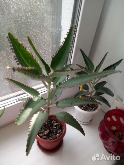 Каланхоэ лечебное