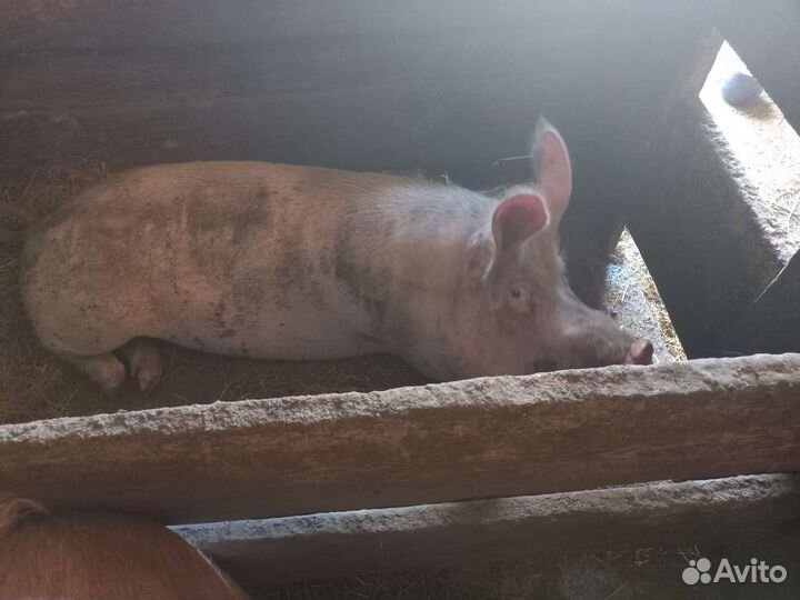 Продам хряка