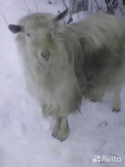 Козлик для вязки