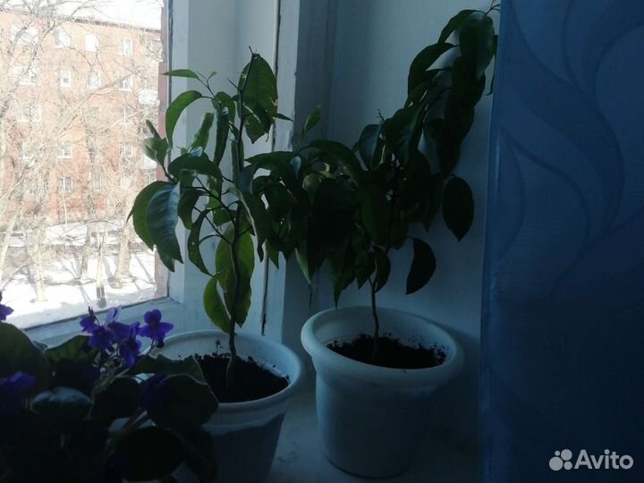 Комнатные растения