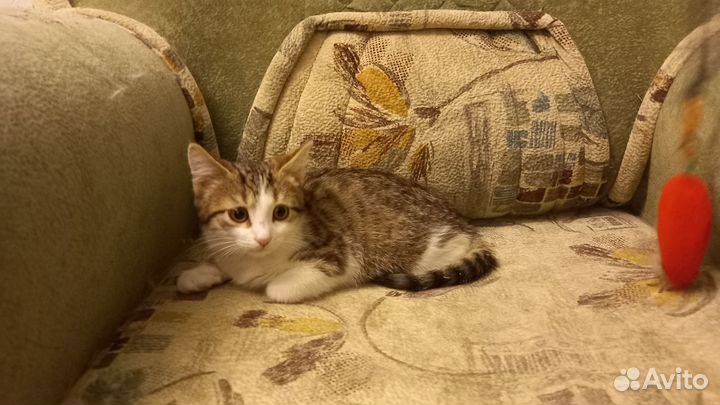 Котёнок 2 месяца
