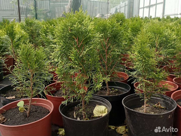 Туя смарагд