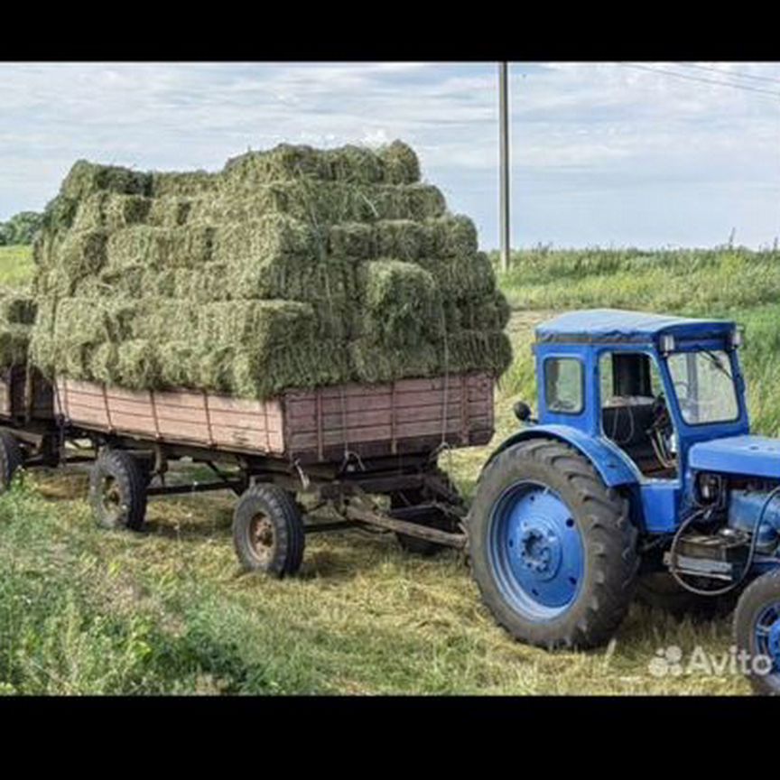 Сено в квадратных тюках волгоградская