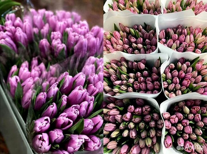 Тюльпаны опт от 500 шт