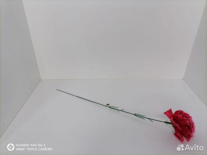 Гвоздика одиночная