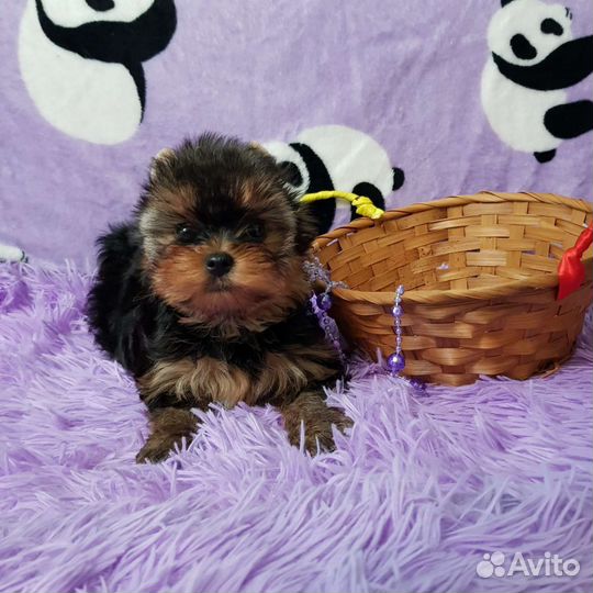 Йоркширский терьер, щеночки