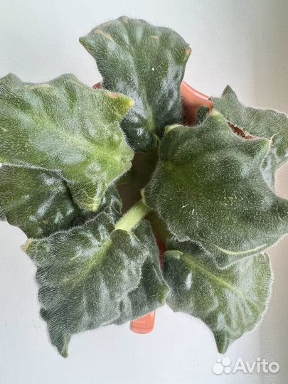 Фиалка листочки на укоренение