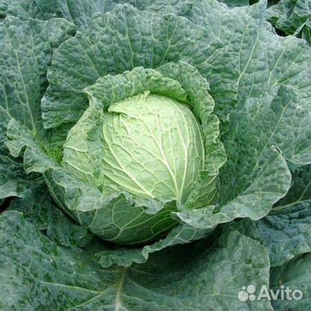 Семена Капусты 
