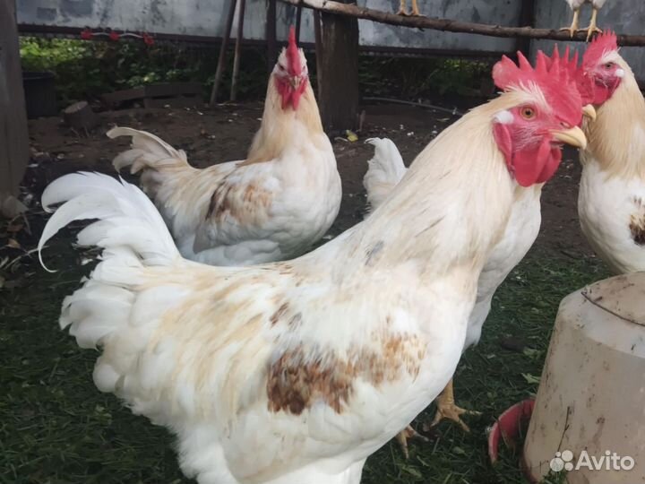 Петух 7 мес