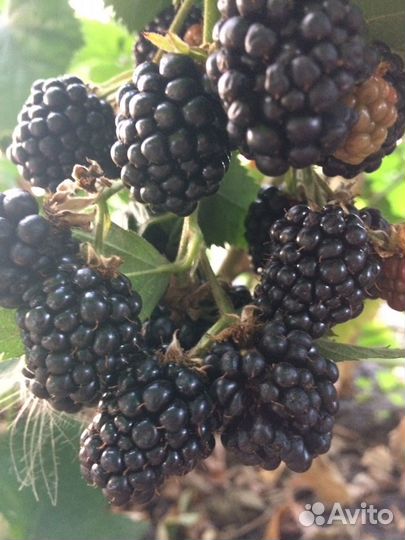 Саженцы Ежевика бесшипная Блэк сатин