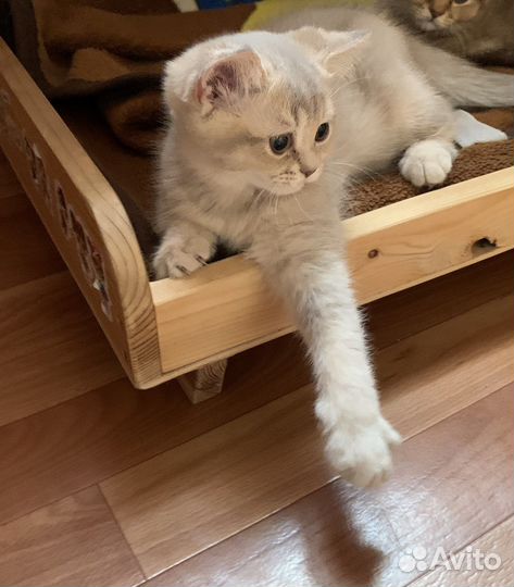 Шотландские котята