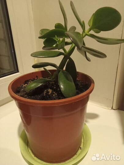 Толстянка (Денежное дерево)