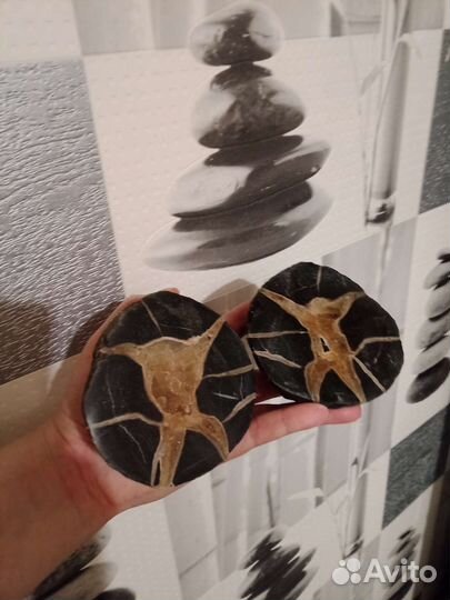 Септария, открытая, Яйцо дракона