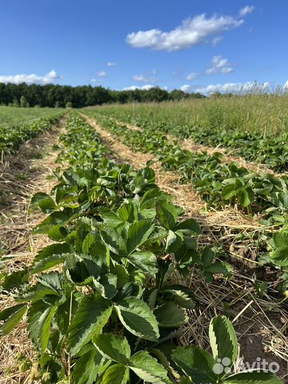 Саженцы клубники