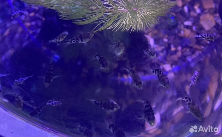 Подростки Сапфирового попугая