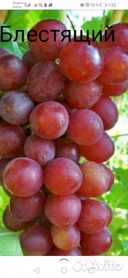 Саженцы винограда