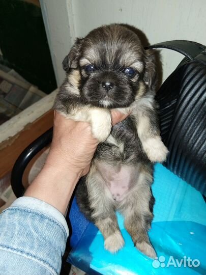 Щенки пекинеса