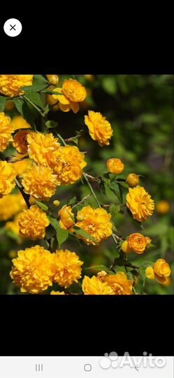 Черенки 11 видов растений декоративных