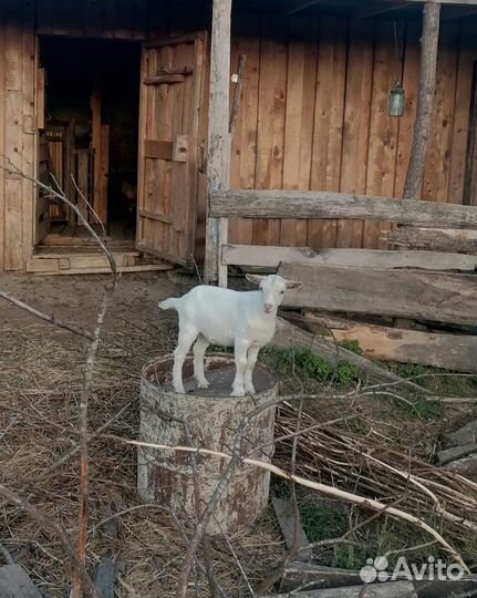 Камерунские козлята