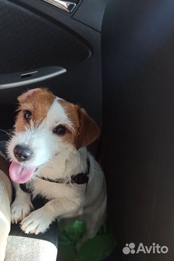 Джек Рассел Терьер