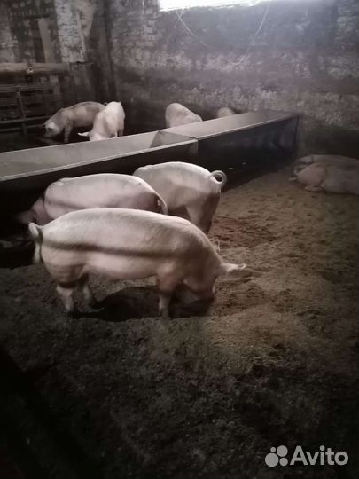 Свиньи живым весом