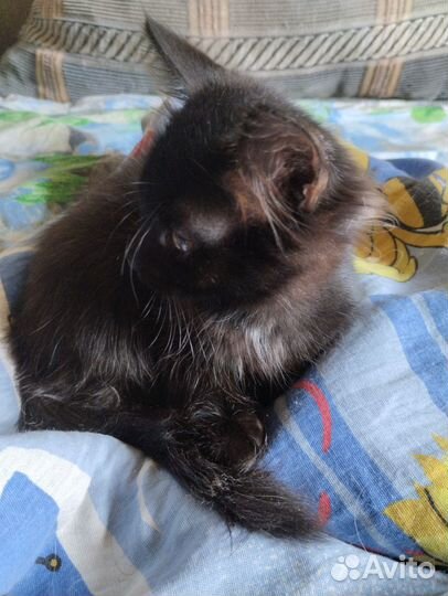 Малышка ищет добрые ручки (девочка, 2мес)