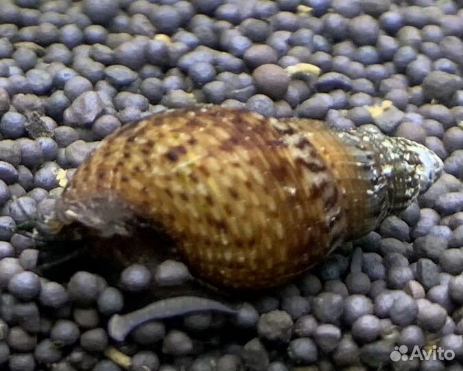 Рыбки, креветки, улитки