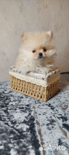 Щенки шпица