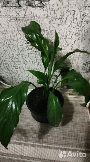 Спатифилиум