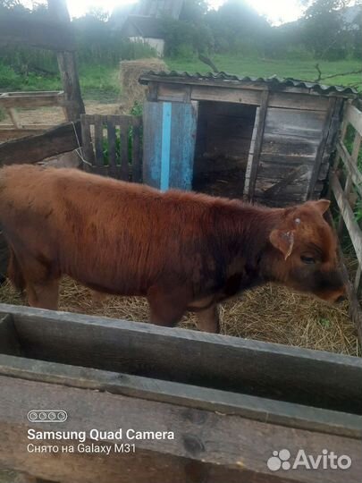 Домашние животные