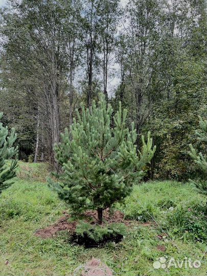 Саженец сосны 256 см