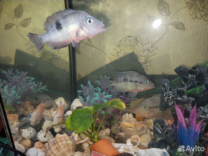 Аквариумные рыбки цихлиды