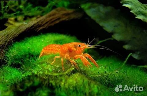 Мексиканский карликовый рак