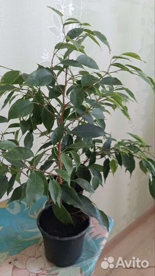 Фикус бенджамина