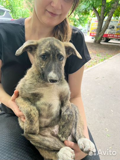 Добби ищет дом :)