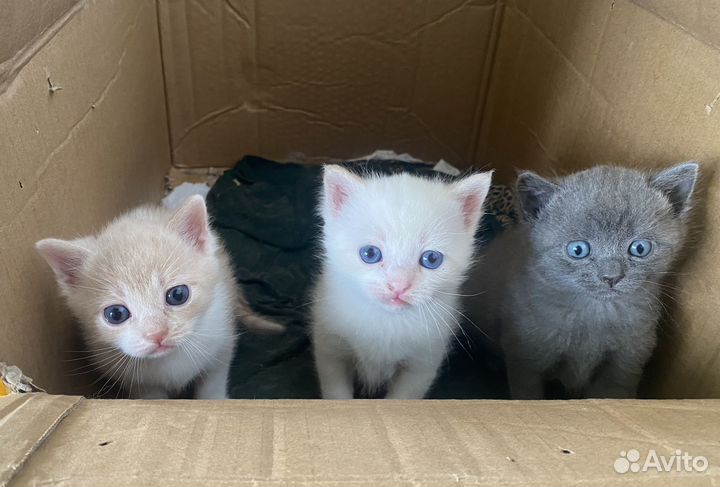 Котенок (первый) в добрые руки