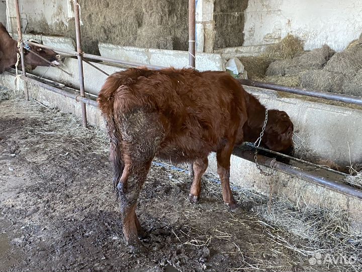 Продам Бычков на докорм