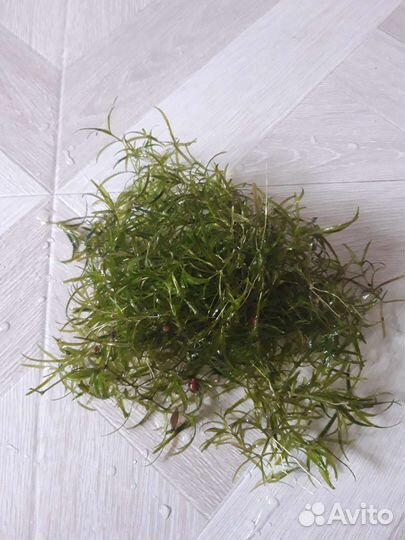 Аквариумные растения