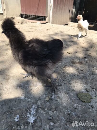 Куры молодки