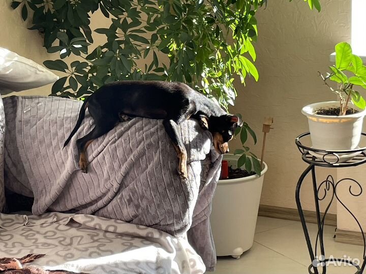 Русский той