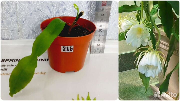 Сингониум, Сциндапсус, Эпипремнум, эпифиллум, рипс