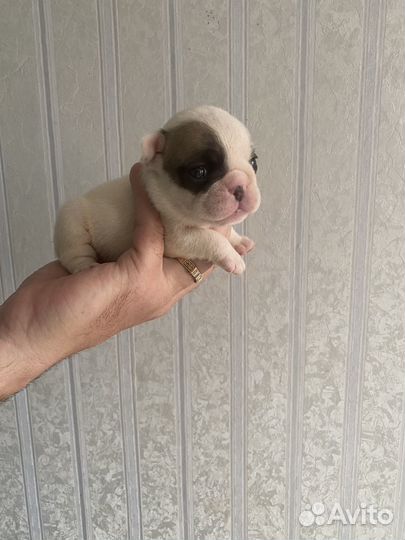 Фрацузские мини булочки